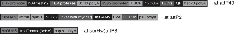 Figure 1—figure supplement 2.