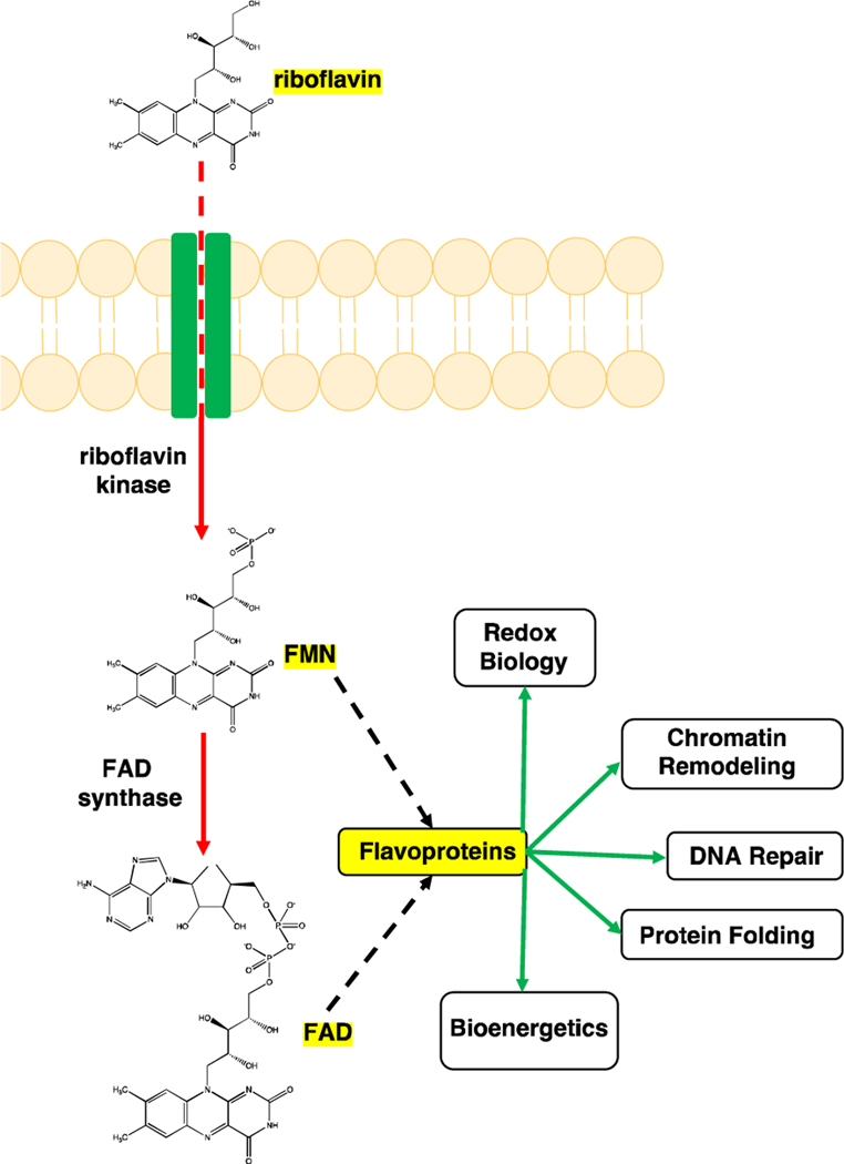 Figure 1: