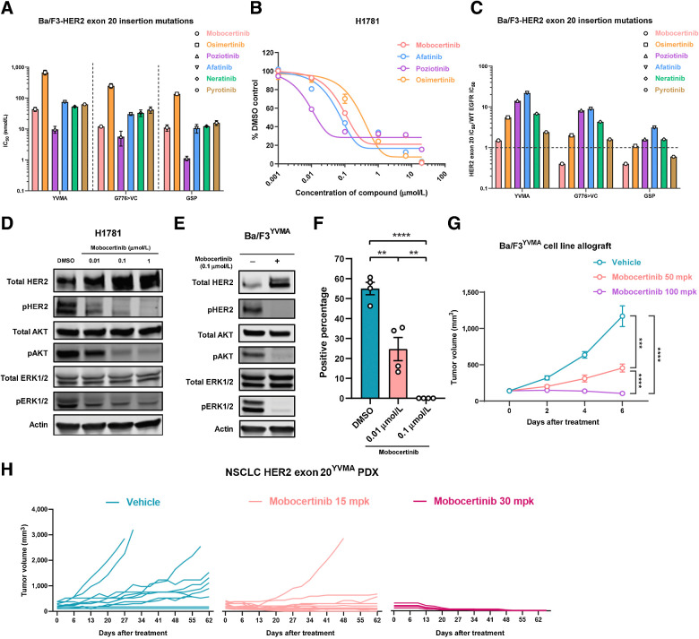 Figure 1. HER2 exon 20 insertion mutations are sensitive to mobocertinib. A, IC50 of mobocertinib, osimertinib, neratinib, poziotinib, afatinib, and pyrotinib on Ba/F3-HER2 exon 20 insertion–mutant cell lines. B, IC50 of mobocertinib, poziotinib, osimertinib, and afatinib on H1781 (HER2G776>VC) cell line. C, The ratio of Ba/F3-HER2 exon 20 insertion–mutant IC50 to EGFR WT IC50. D, Western blot of HER2 signaling (total HER2, pHER2, total AKT, pAKT, total ERK, pERK, and actin) of H1781 (HER2 Exon 20G776>VC) cell line treated with 0.01 μmol/L, 0.1 μmol/L, and 1 μmol/L mobocertinib for 6 hours. E, Western blot of HER2 signaling (total HER2, pHER2, total AKT, pAKT, total ERK, pERK, and actin) of Ba/F3-HER2 exon 20YVMA cell line treated with 0.1 μmol/L of mobocertinib for 6 hours. F, Quantification of colony formation assay on H1781 (HER2 exon 20G776>VC) cell line treated with DMSO control, 0.01 μmol/L, and 0.1 μmol/L of mobocertinib. G, Tumor volumes of Ba/F3-HER2 exon 20YVMA allograft treated with vehicle, mobocertinib 50 and 100 mpk. H, Tumor volume change of NSCLC HER2 exon 20YVMA PDX treated with vehicle, 15 and 30 mpk mobocertinib. **, P < 0.01; ***, P < 0.001; ****, P < 0.0001.