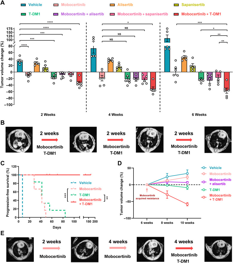 Figure 5. Mobocertinib and T-DM1 combination is the most effective among all three combinations. A, Dot plot of tumor volume change on MRI at the time point of weeks 2, 4, and 6 from HER2 exon 20YVMA insertion–mutant GEMMs treated with monotherapy (mobocertinib, T-DM1, alisertib, and sapanisertib) and combinations (mobocertinib combined with T-DM1, alisertib, and sapanisertib). B, Representative MRI image of HER2 exon 20YVMA insertion–mutant GEMMs treated with mobocertinib and T-DM1 combination. C, Survival curve of HER2 exon 20YVMA insertion–mutant GEMMs treated with vehicle, mobocertinib, T-DM1, and combination. D, Tumor volume change of acquired resistant HER2 exon 20YVMA insertion–mutant tumors treated with monotherapies (mobocertinib and T-DM1) and combinations (mobocertinib plus alisertib or T-DM1). E, Representative MRI image of acquired resistant HER2 exon 20YVMA insertion–mutant tumors treated with mobocertinib and T-DM1 combination therapy. *, P < 0.05; **, P < 0.01; ***, P < 0.001; ****, P < 0.0001; NS, nonsignificant.