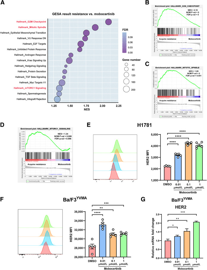 Figure 4. Pathways enriched in HER2 exon 20YVMA acquired resistant tumors and mobocertinib increased HER2 expression at the cell membrane. A, Dot plot of enriched pathways (NOM P < 0.05 and FDR q < 0.25) in GSEA result from mobocertinib acquired resistant tumors versus response (treated for 3 days) tumor nodules. B, Enrichment plot of “G2M Checkpoint” gene set. C, Enrichment plot of “Mitotic Spindle” gene set. D, Enrichment plot of “mTOR1 Signaling” gene set. E, Mean fluorescence intensity of surface HER2 receptor on H1781 (HER2G776>VC) cell line treated with 0.01, 0.1, and 1 μmol/L mobocertinib using flow cytometry. F, Mean fluorescence intensity of surface HER2 receptor on the Ba/F3 HER2 exon 20YVMA cell line treated with 0.01, 0.1, and 1 μmol/L mobocertinib using flow cytometry. G, Relative mRNA change of HER2 on Ba/F3-HER2 exon 20YVMA cell line treated with 0.01, 0.1, and 1 μmol/L mobocertinib using real-time PCR. *, P < 0.05; **, P < 0.01; ***, P < 0.001; ****, P < 0.0001.