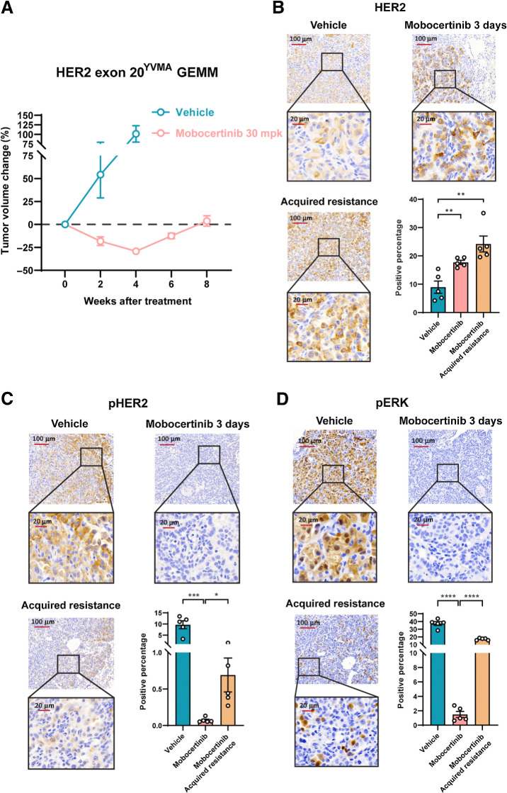 Figure 3. HER2 exon 20YVMA GEMM initially responded to mobocertinib but became acquired resistant upon continuous treatment. A, Tumor volume change on MRI from HER2 exon 20YVMA insertion–mutant GEMMs treated with mobocertinib. B, Representative immunochemistry image and quantification of HER2 protein on HER2 exon 20YVMA insertion–mutant GEMMs treated with vehicle or mobocertinib together with the acquired resistant tumors. C, Representative immunochemistry image and quantification of pHER2 protein on HER2 exon 20YVMA insertion–mutant GEMMs treated with vehicle or mobocertinib together with the acquired resistant tumors. D, Representative immunochemistry image and quantification of pERK protein on HER2 exon 20YVMA insertion–mutant GEMMs treated with vehicle or mobocertinib together with the acquired resistant tumors. *, P < 0.05; **, P < 0.01; ***, P < 0.001; ****, P < 0.0001.