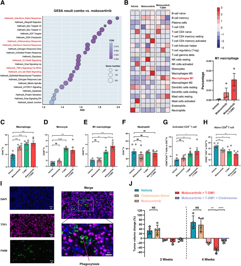 Figure 6. M1 macrophage infiltration and CD4+ T-cell activation contributed to the synergic effect of mobocertinib and T-DM1 combination. A, Dot plot of enriched pathways (NOM P < 0.05 and FDR q < 0.25) in GSEA resulting from mobocertinib and T-DM1–treated tumors versus response (treated for 3 days) tumor nodules. B, Heat map of 22 different immune cell populations from RNA-seq data of tumor nodules treated with vehicle, mobocertinib, and mobocertinib plus T-DM1 combination using CIBERSORT analysis. C–H, Comprehensive immuno-profiling of HER2 exon 20YVMA insertion-mutant GEMMs treated with vehicle, mobocertinib, T-DM1, and combination therapy using multiparameter flow cytometry. I, Multi-immunofluorescence of DAPI, TTF1, and F4/80 on mobocertinib and T-DM1–treated tumor. J, Dot plot of tumor volume change on MRI from HER2 exon 20YVMA insertion–mutant GEMMs treated with vehicle, Clodrosome, mobocertinib, mobocertinib plus T-DM1, and mobocertinib combined with T-DM1 plus Clodrosome. *, P < 0.05; **, P < 0.01; ***, P < 0.001; ****, P < 0.0001; NS, nonsignificant.