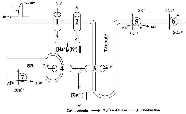 Fig. 1