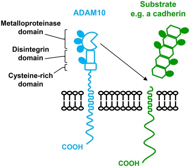 Figure 1.