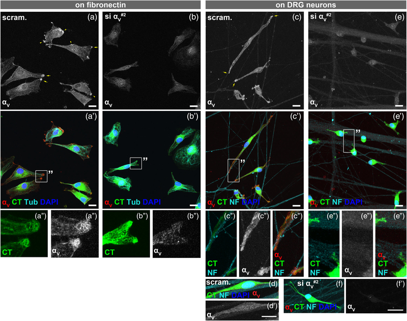 FIGURE 4