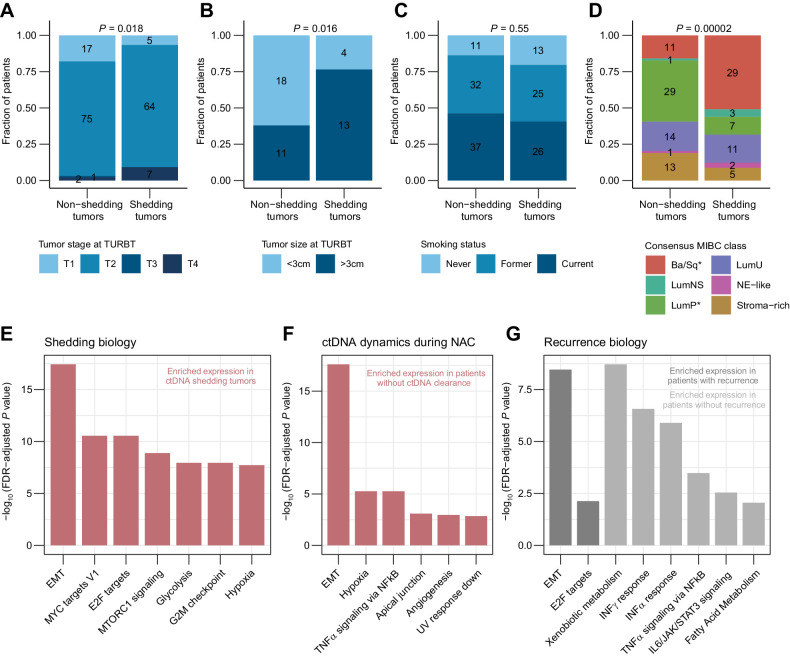 Figure 4. Clinical and biological characterization of ctDNA shedding tumors. A, Association between baseline ctDNA status and tumor stage at TURBT including both patient cohorts. B, Association between baseline ctDNA status and tumor size at TURBT including both patient cohorts. C, Association between baseline ctDNA status and smoking status of patients including both cohorts. D, Association between baseline ctDNA status and MIBC consensus classification of tumors including both patient cohorts. Asterisks in color legend indicate subtypes that were significantly associated with shedding when compared with all other subtypes. E, Gene set enrichment analysis of tumors using the Hallmark pathways comparing baseline ctDNA shedding and non-shedding tumors from both cohorts. Only gene sets with a normalized enrichment score >2 are shown. F, Gene set enrichment analysis of tumors using the Hallmark pathways comparing patients with and without ctDNA clearance after NAC. G, Gene set enrichment analysis of tumors using the Hallmark pathways comparing patients with and without recurrence within 1 year after RC. Statistical significance of ctDNA status and other categorical variables was calculated using Fisher exact test. Gene sets in E–G are ordered by decreasing q-values and only gene sets with q values < 0.01 are shown.