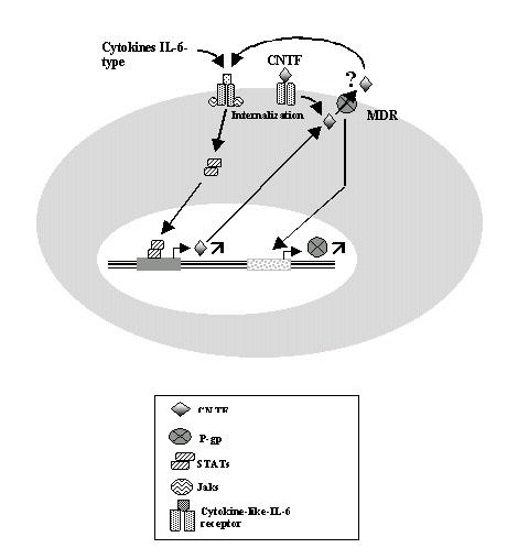 Figure 8