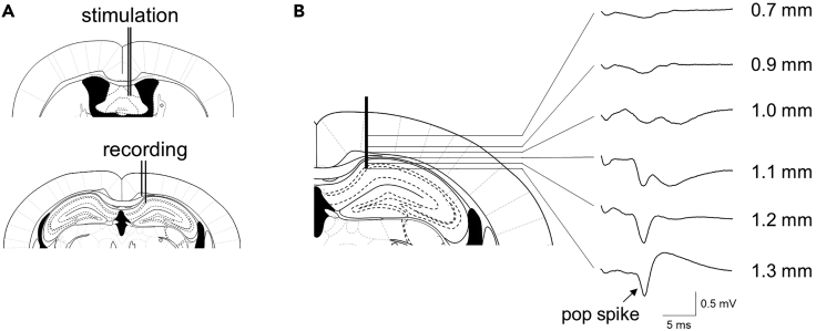 Figure 6