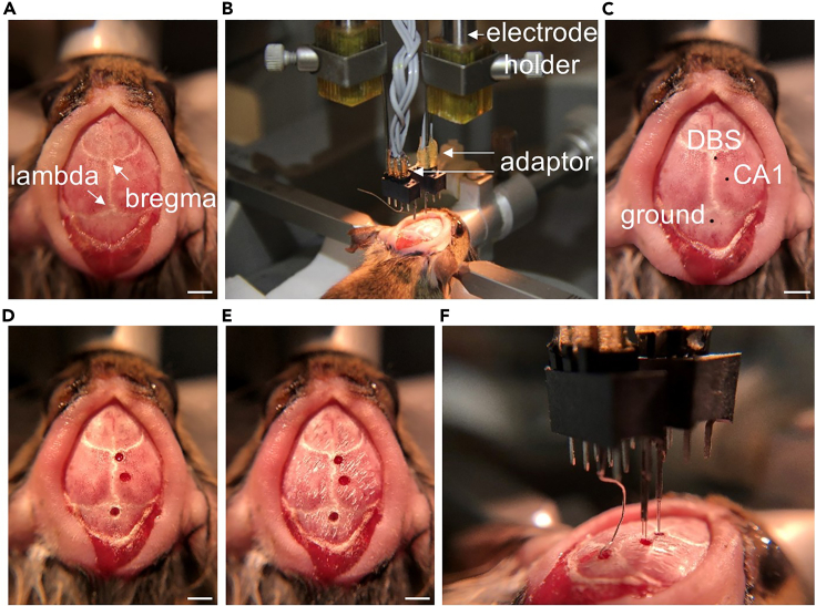 Figure 4