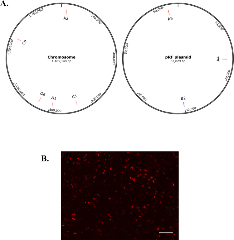 Fig 1
