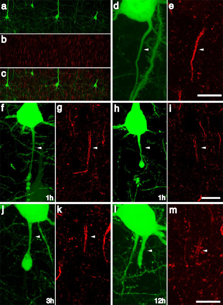 Fig 8