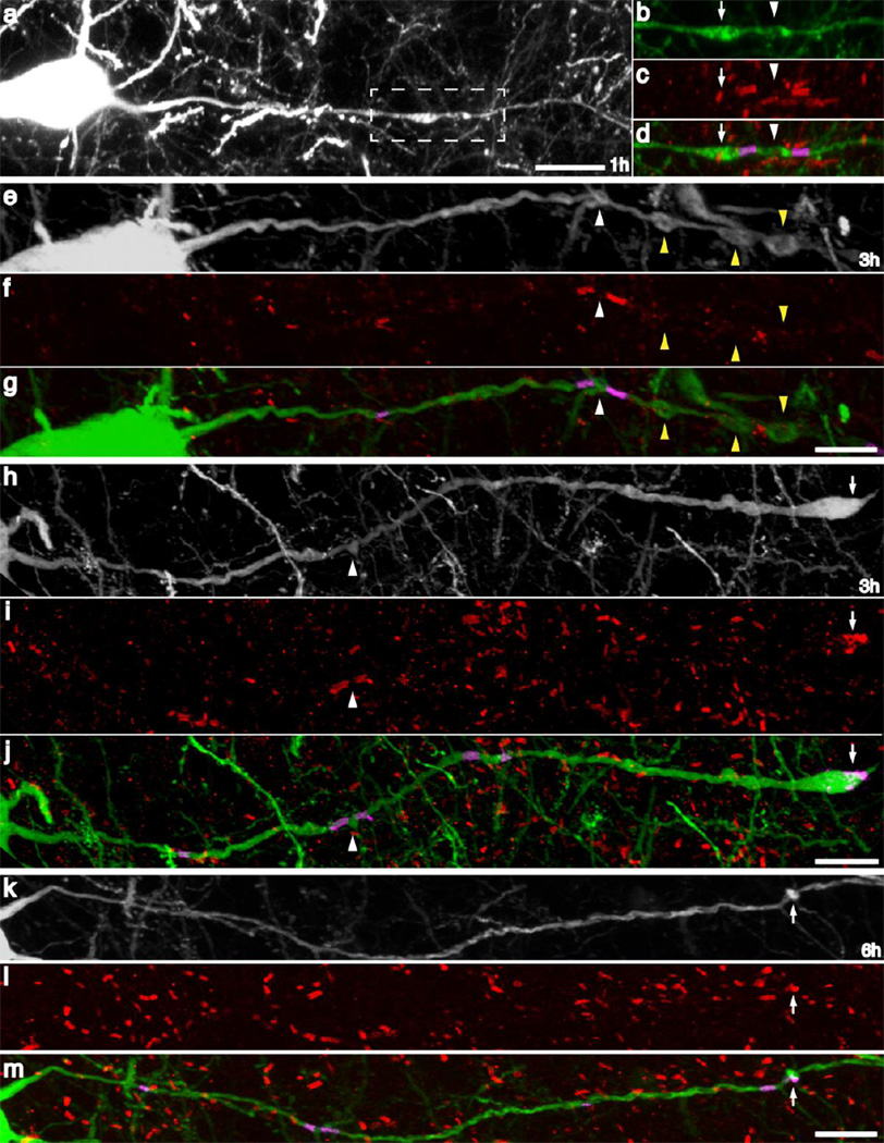 Fig 6