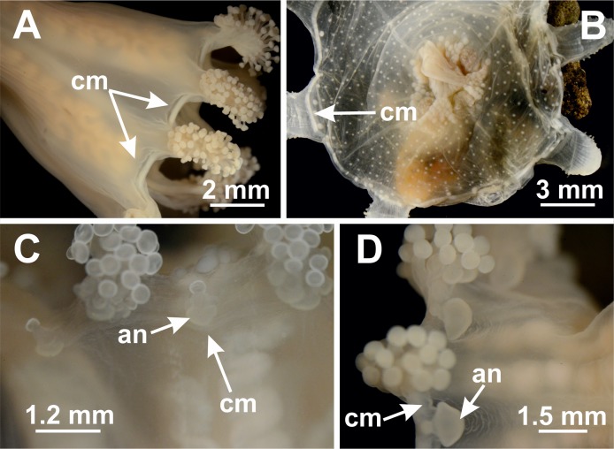 Figure 12