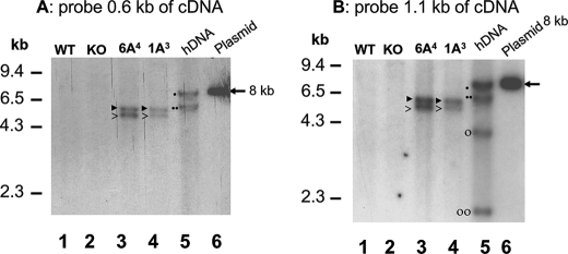 FIGURE 6.