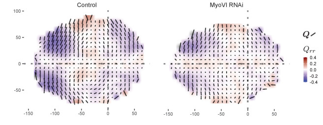 Figure 7—figure supplement 1.