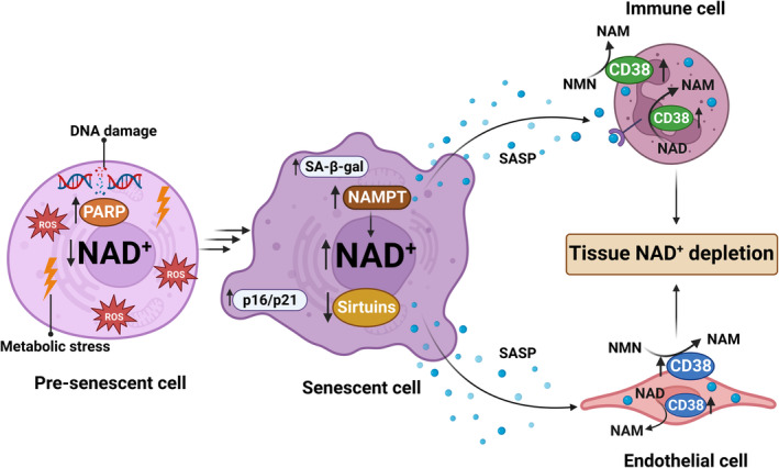 FIGURE 3