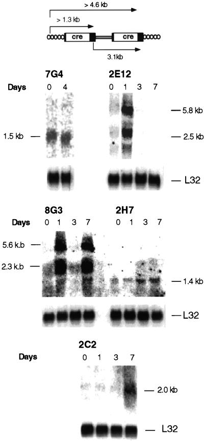 FIG. 5