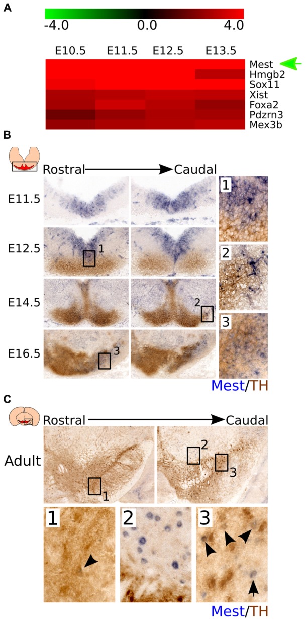 FIGURE 1