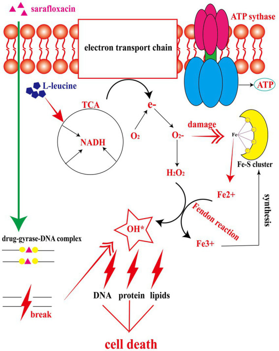 Figure 6