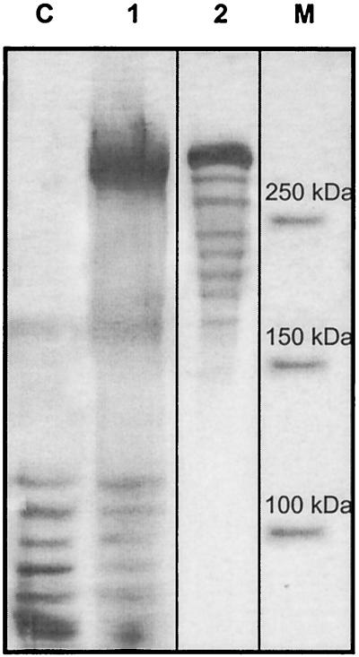 FIG. 6.