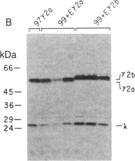 graphic file with name pnas00355-0236-a.jpg