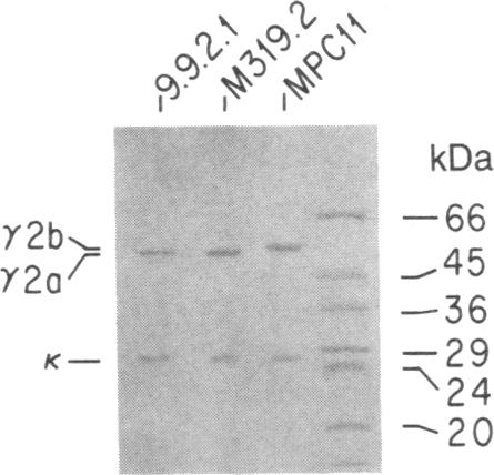 graphic file with name pnas00355-0234-a.jpg