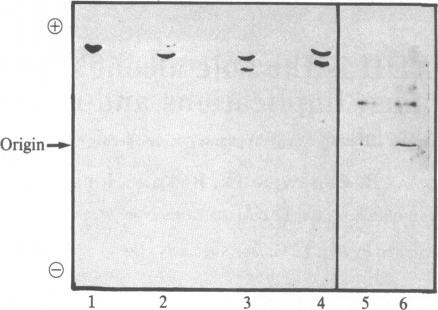 graphic file with name pnas00364-0106-a.jpg