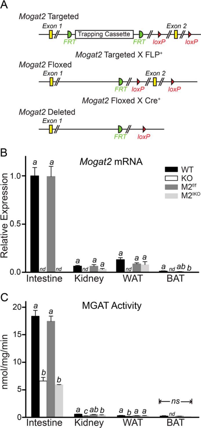 FIGURE 1.