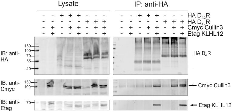 Fig 8