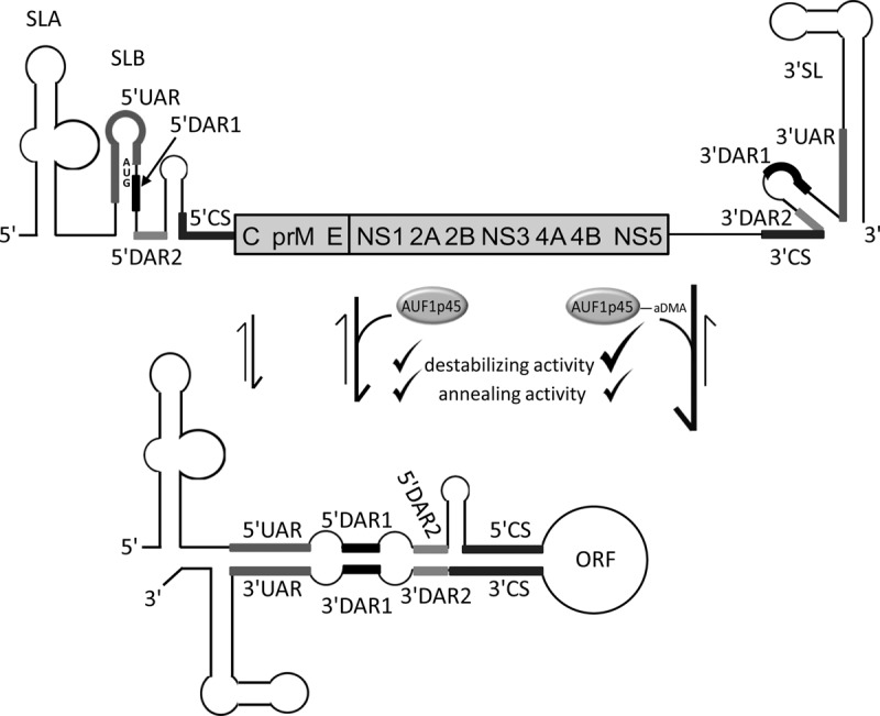 FIGURE 1.