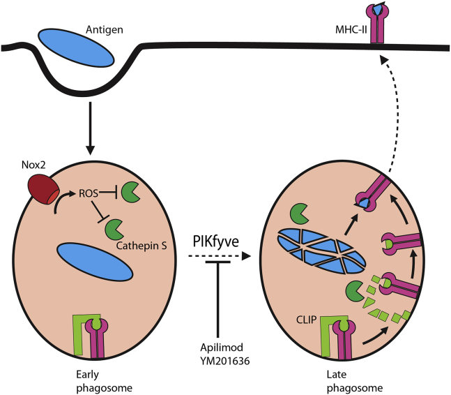 Figure 7