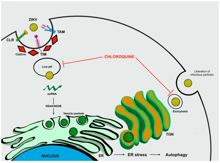 Figure 6