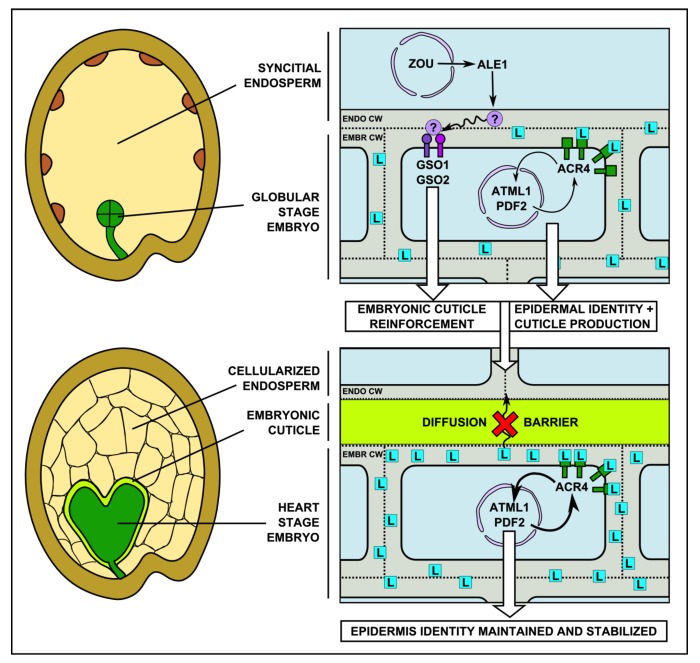 graphic file with name psb-8-e27491-g1.jpg