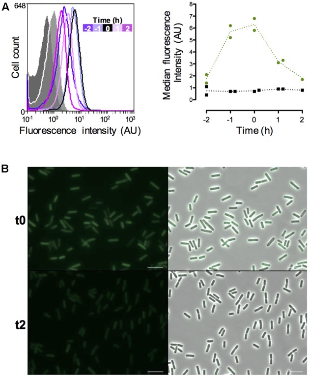 FIGURE 3