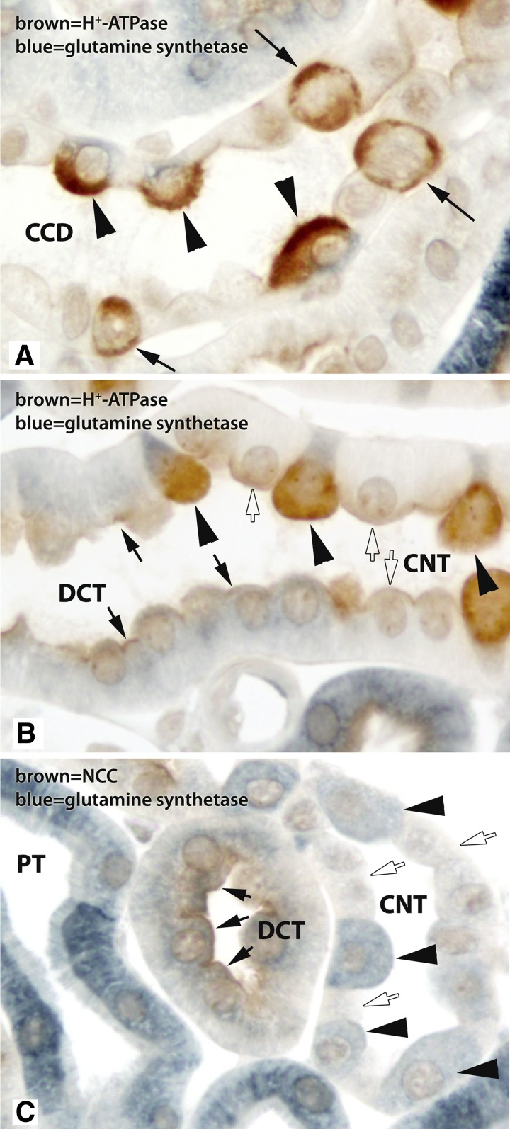 Fig. 7.