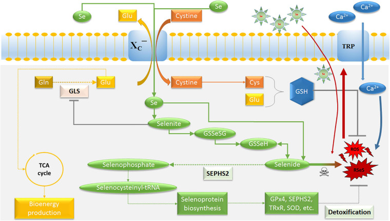 FIGURE 2