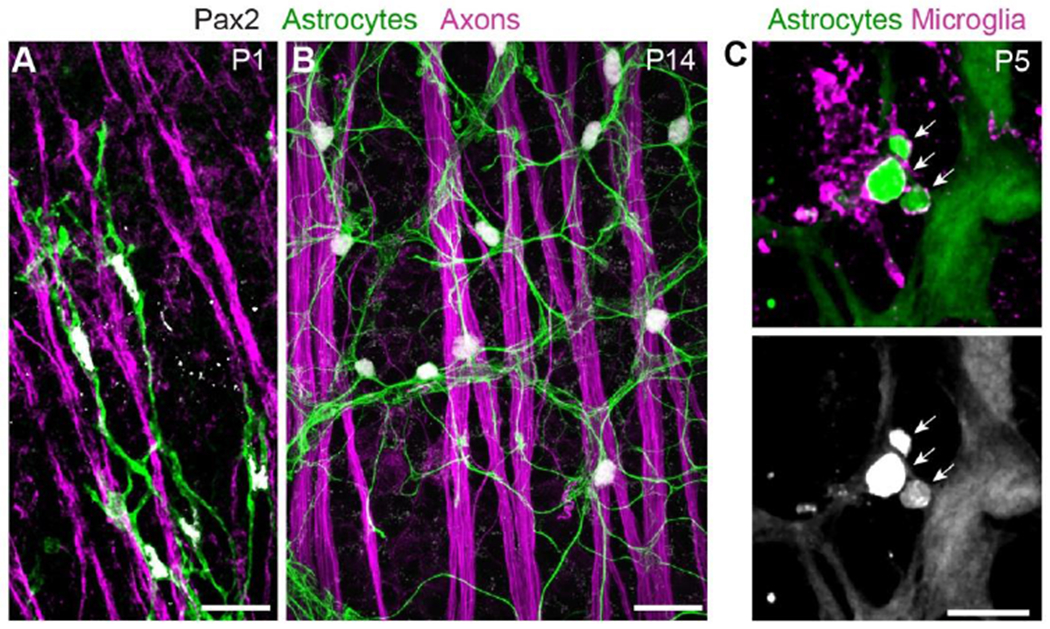 Figure 4: