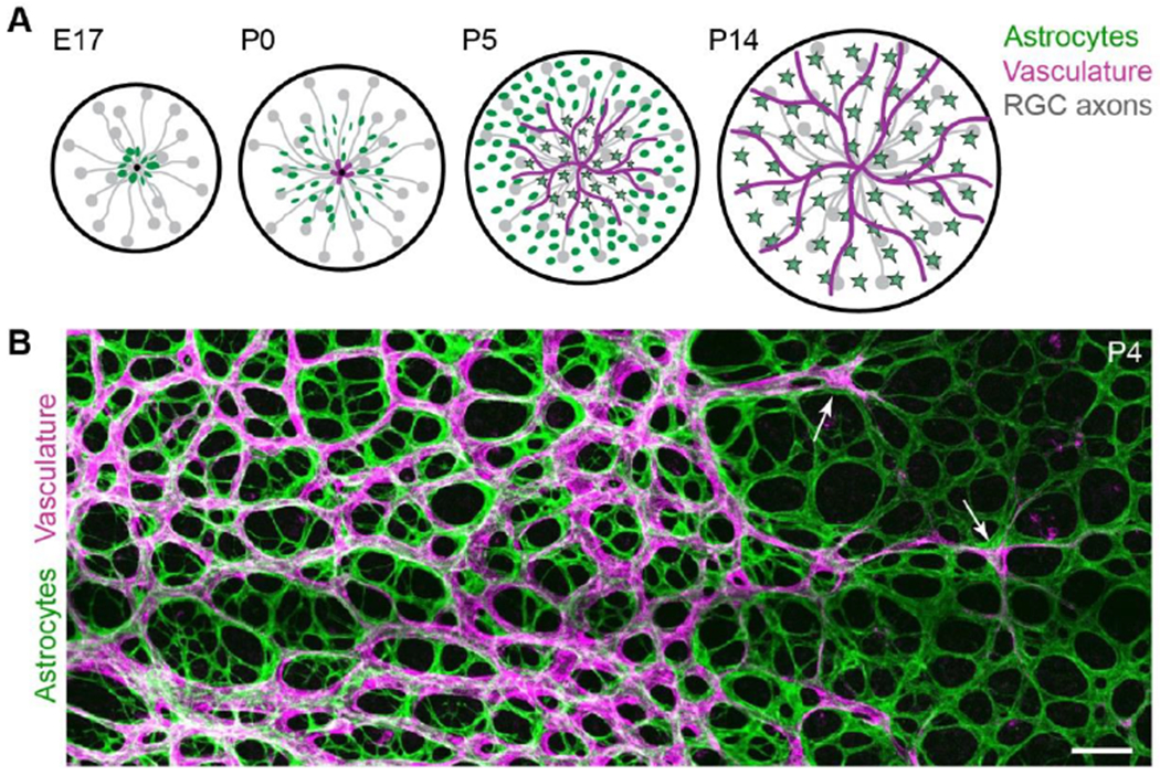 Figure 1: