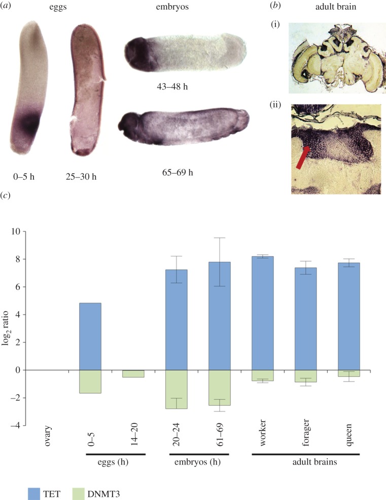 Figure 4.