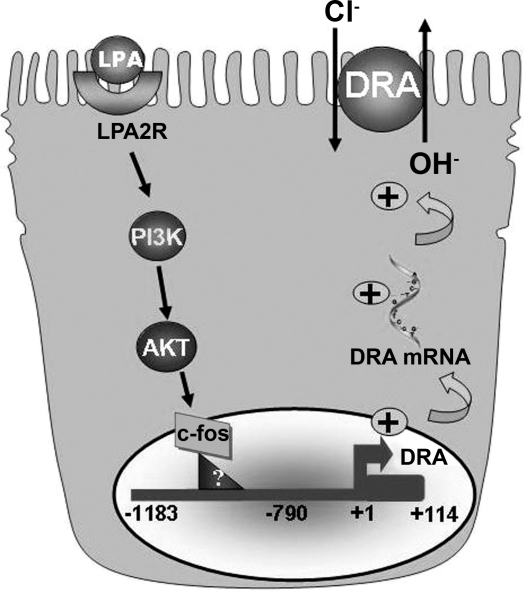 Fig. 11.