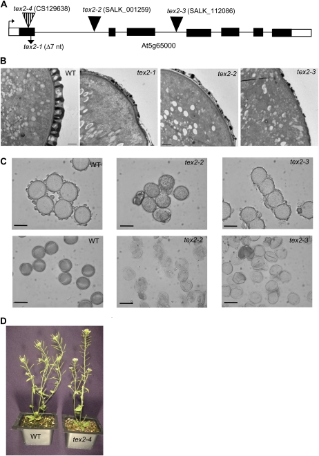 Figure 5.