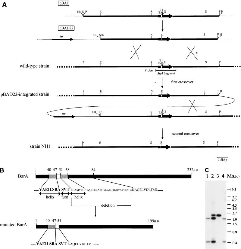 FIG. 1