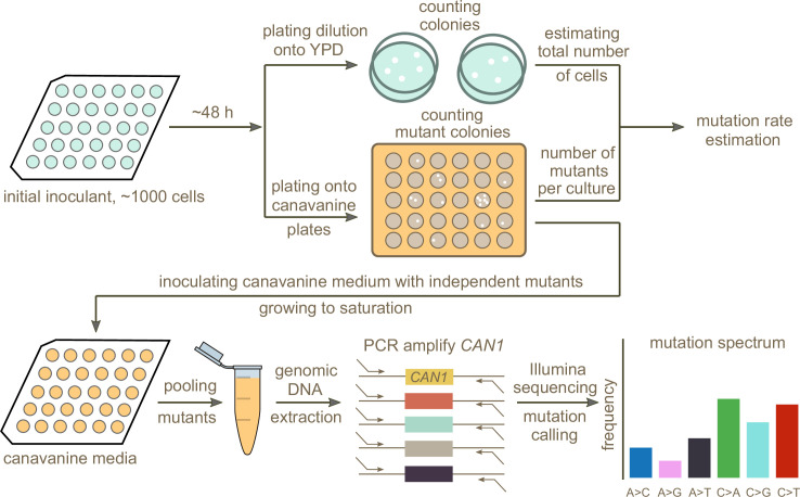 Figure 2.