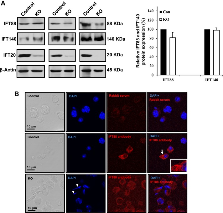 FIGURE 6: