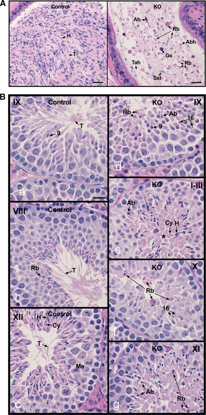 FIGURE 3: