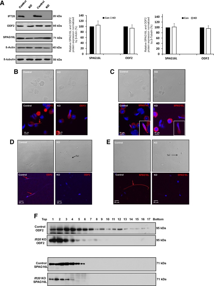 FIGURE 5: