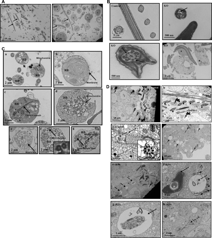 FIGURE 4: