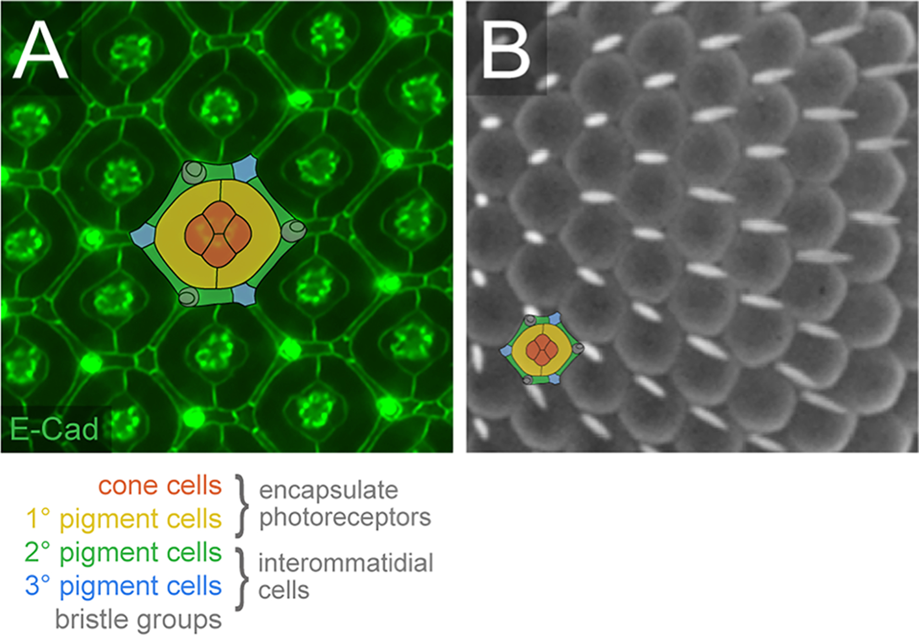 Figure 1: