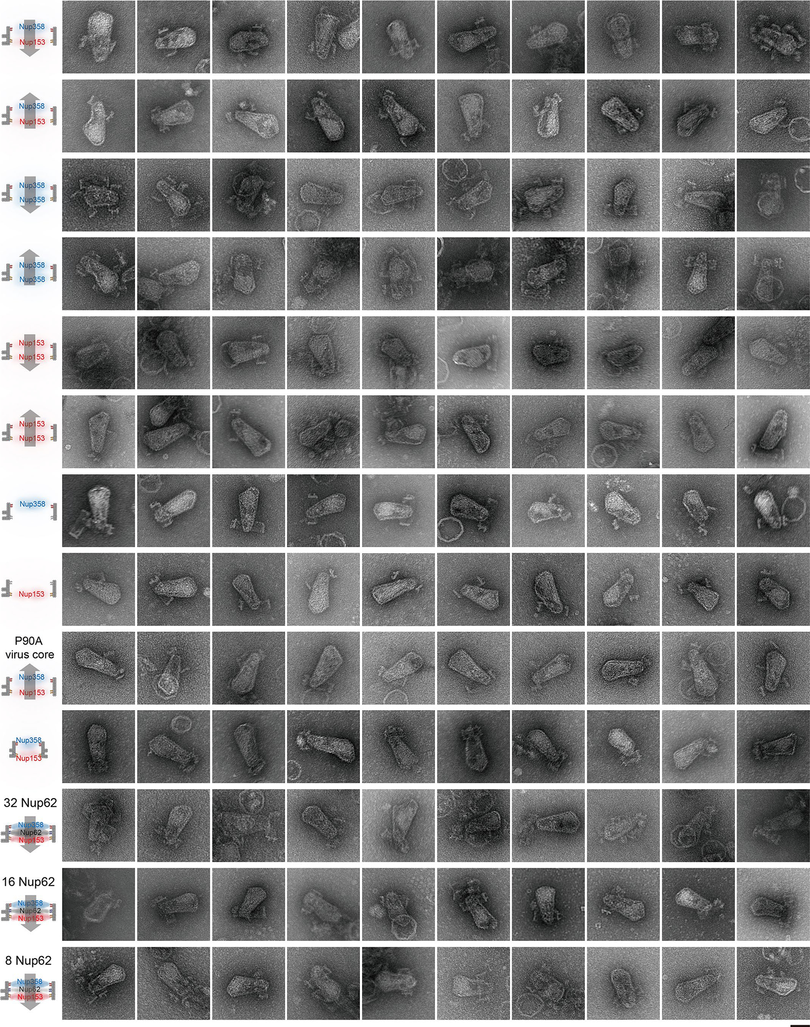 Extended Data Fig. 10 |